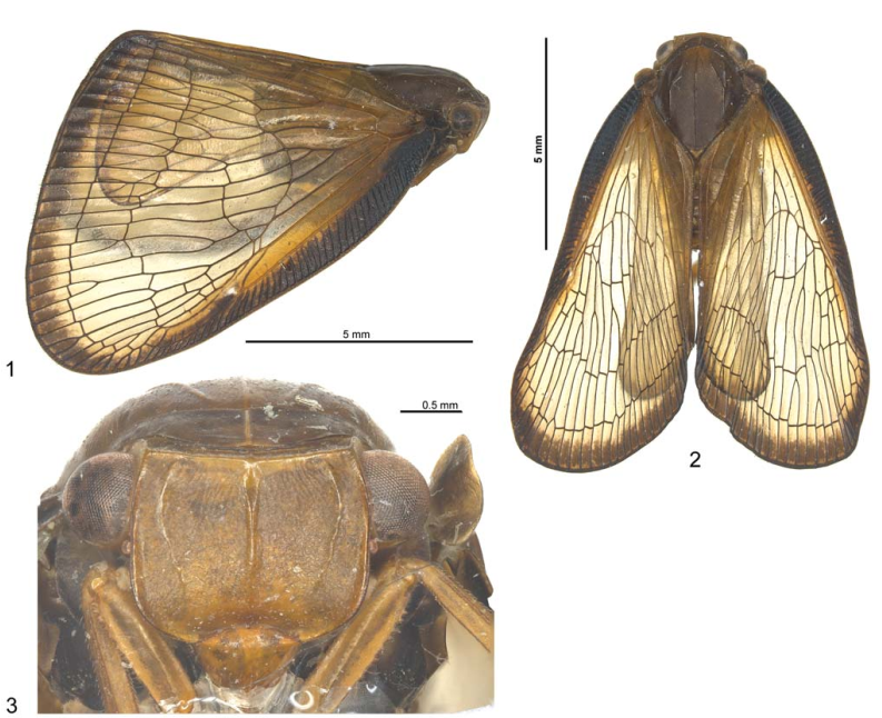 Chi mới Jeromicanus gen. nov. của Họ Ricaniidae (Hemiptera: Fulgoromorpha) ở Đông Nam Á